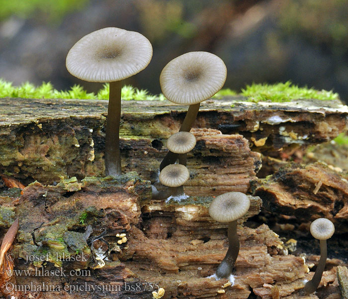 Omphalina epichysium Arrhenia Holz-Adermoosling