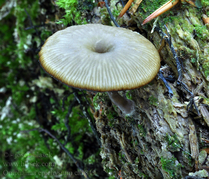 Omphalina epichysium Arrhenia Clitocybe Kalichovka drevná