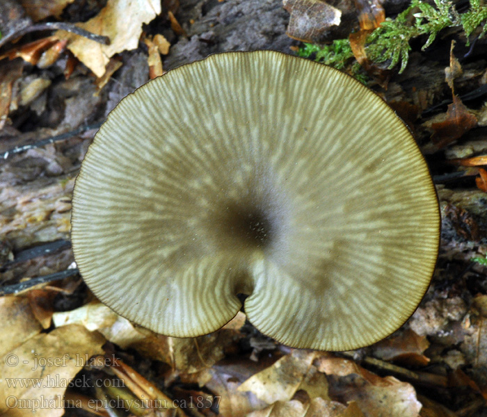 Omphalina epichysium Kalichovka leptoniová šupinkatá