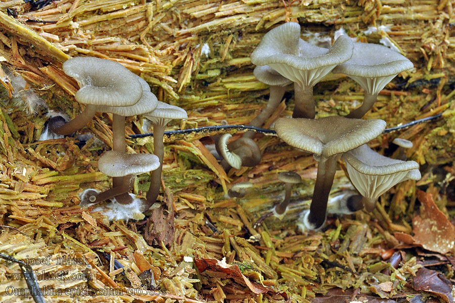 Omphalina epichysium