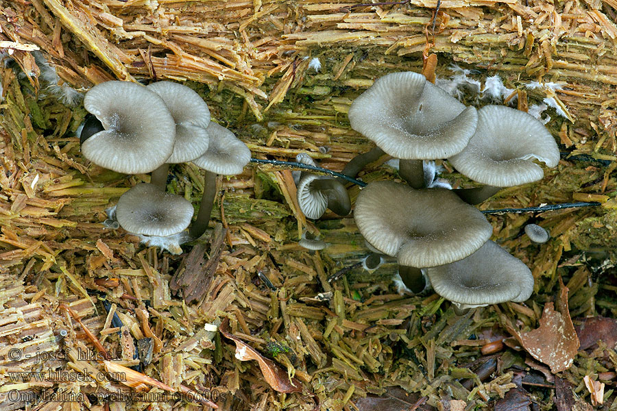 Omphalina epichysium