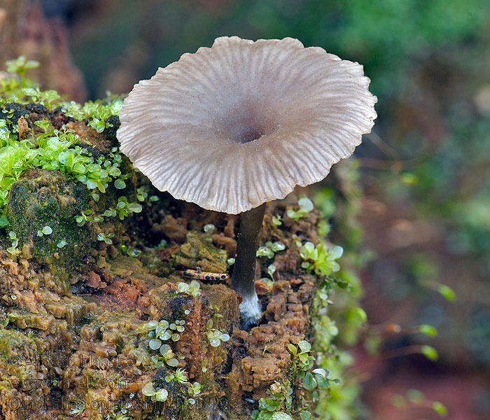 Kalichovka leptoniová šupinkatá Omphalina epichysium