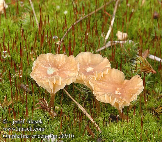 Omphalina ericetorum Heath Navel Tørve-navlehat