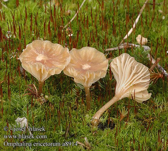 Omphalina ericetorum Gefalteter Nabeling Pępówka wrzosowa