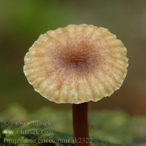 Omphale bruyères Ráncos békagomba Omphalina ericetorum