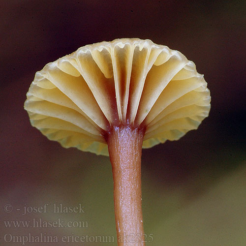 Omphalina ericetorum ak2325