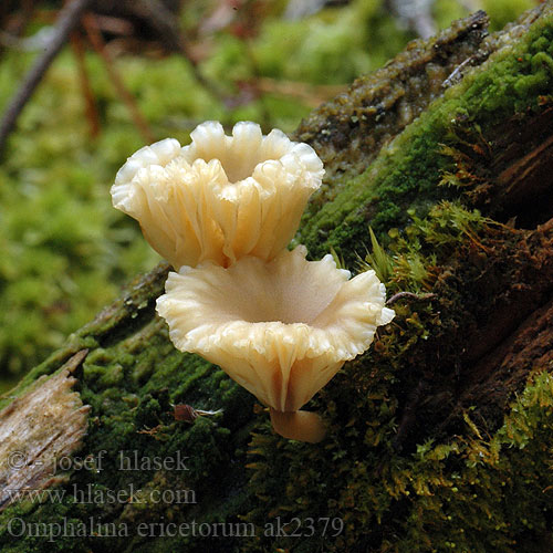 Vecknavling Omphalia pseudoandrosacea umbellifera Phytoconis