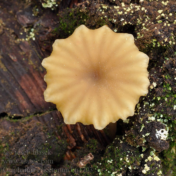 Omphalina ericetorum Gefalteter Nabeling Pępówka wrzosowa