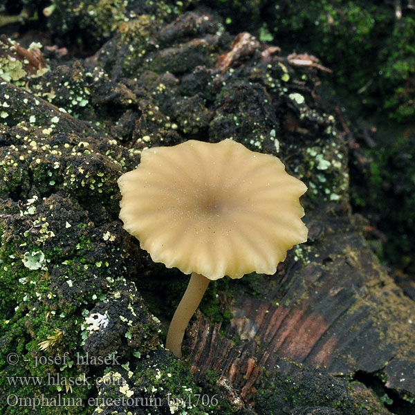 Omphalina ericetorum Kalichovka okoličnatá Омфалина пустошная