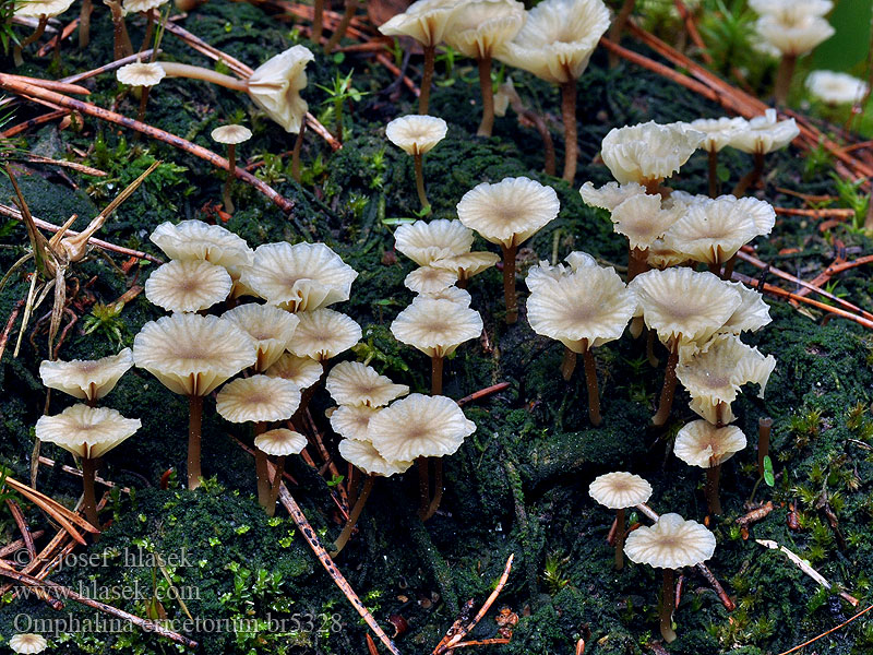 Omphalina ericetorum Heath Navel