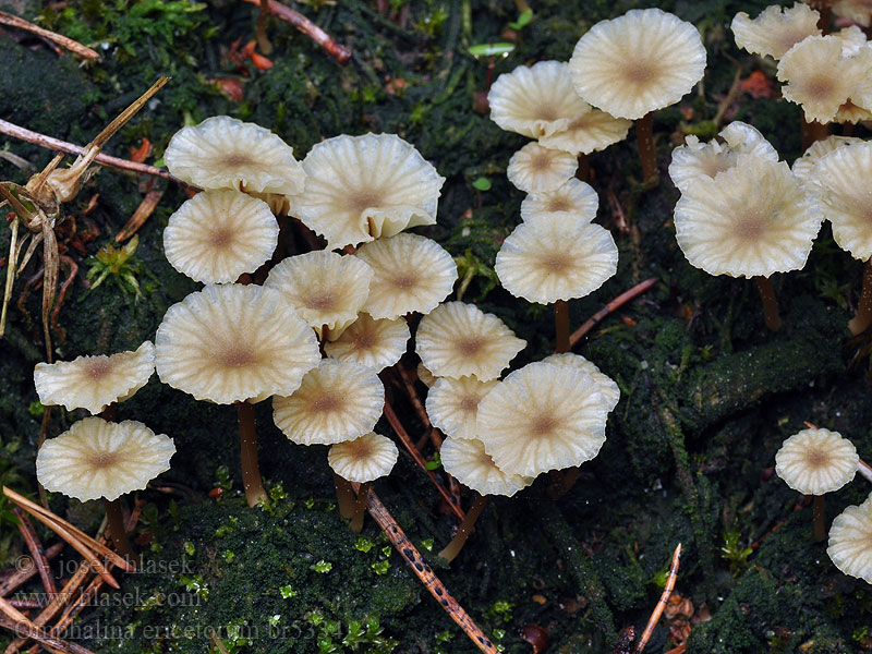 Omphalina ericetorum Omphale bruyères