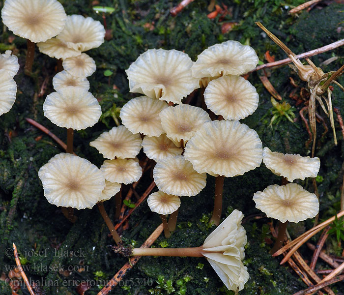 Omphalina ericetorum Kalichovka okoličnatá Lichenomphalia umbellifera