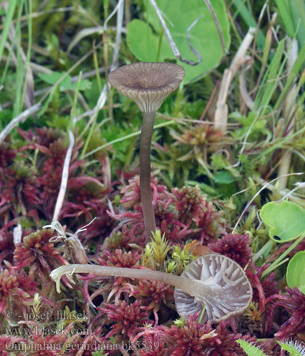Omphalina gerardiana Arrhenia sphagnicola Clitocybe