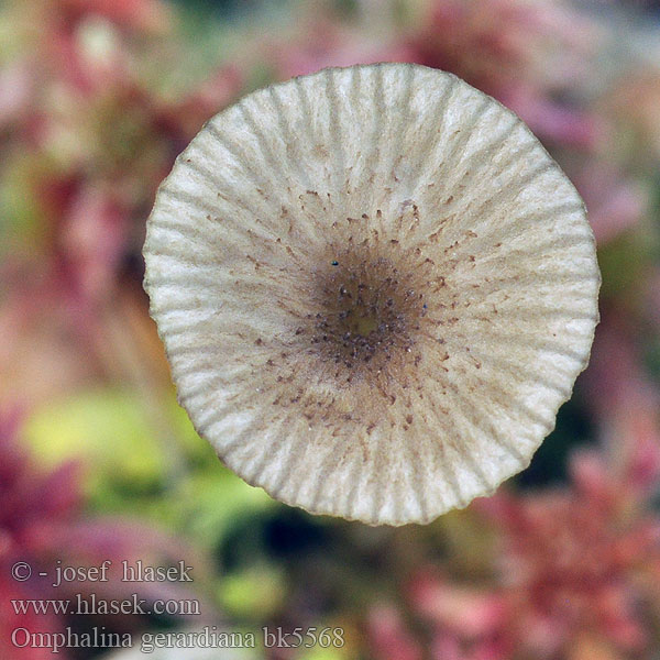 Omphalina gerardiana bk5568