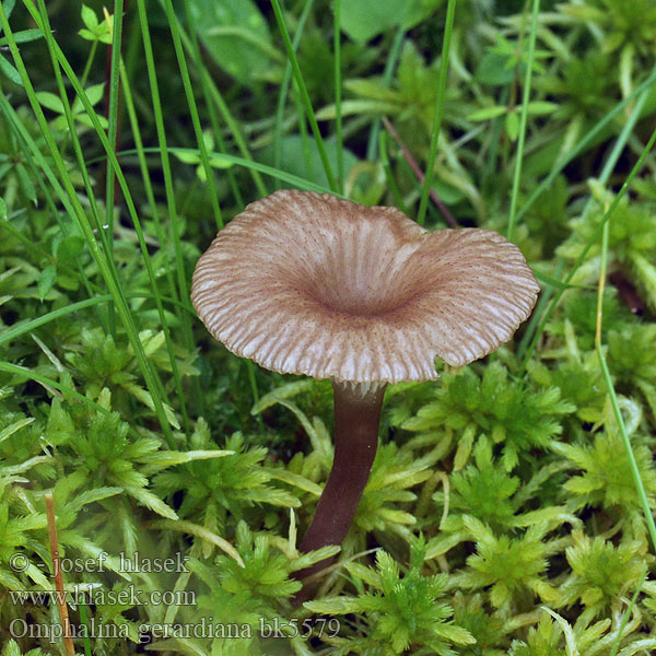 Omphalina gerardiana bk5579