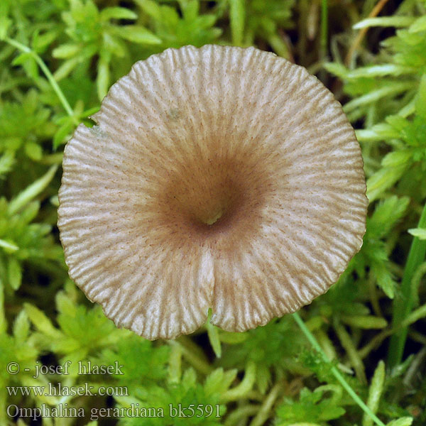 Omphalina gerardiana bk5591