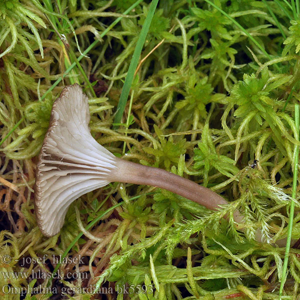 Omphalina gerardiana bk5593