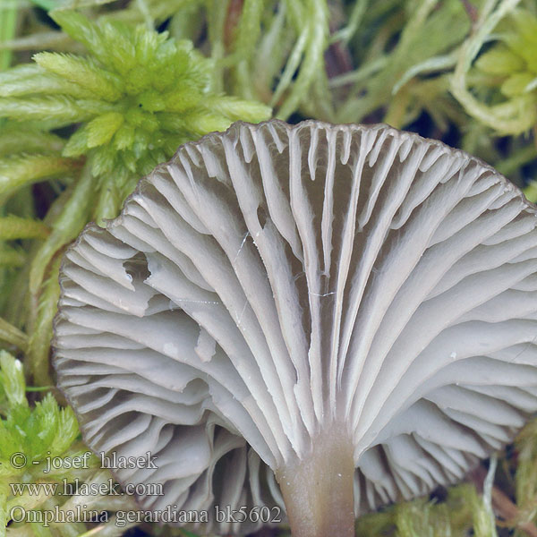 Omphalina gerardiana bk5602