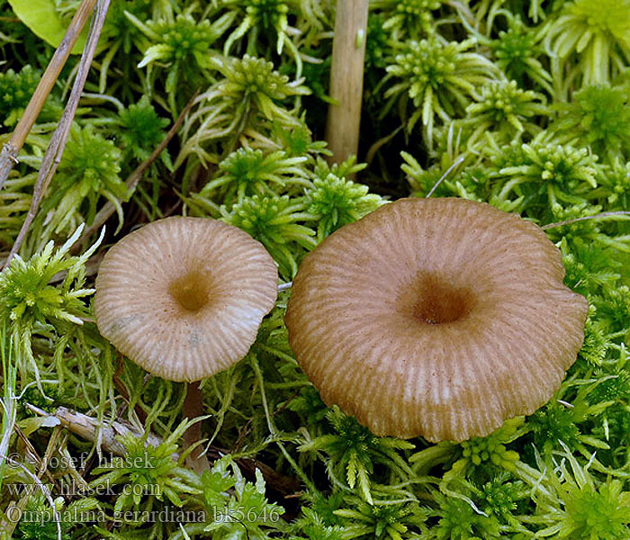 Omphalina gerardiana bk5646