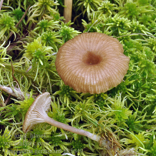 Het trechtertje Tørvemos-Navlehat Omphalina gerardiana