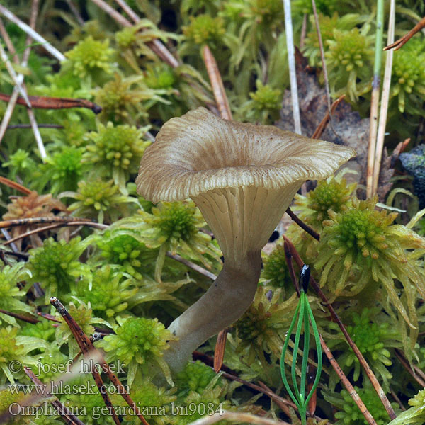 Tørvemos-Navlehat Omphalina gerardiana Arrhenia sphagnicola