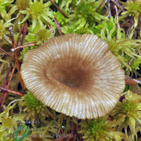 Omphalina gerardiana bn9090