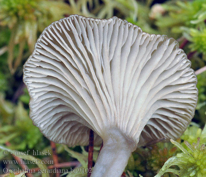 Arrhenia sphagnicola Kalichovka rašeliníková Omphalina gerardiana