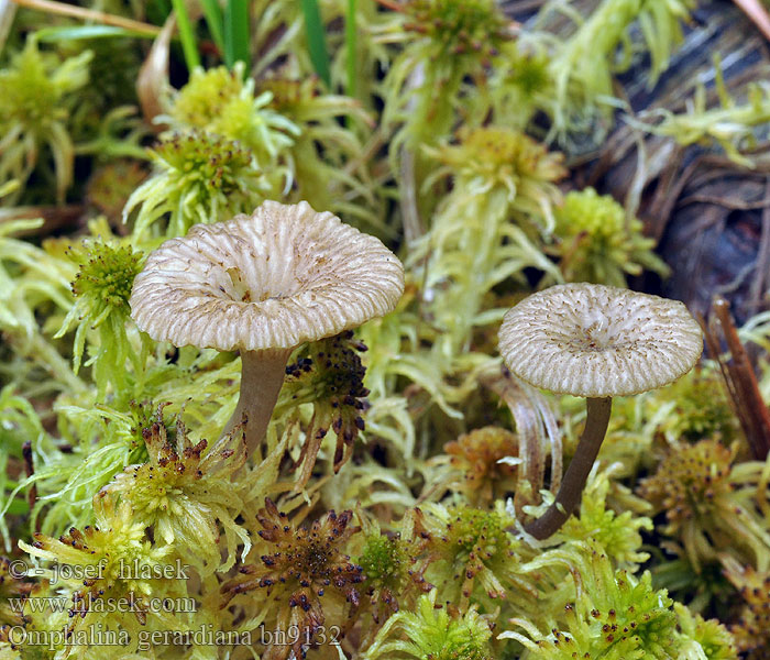 Omphalina sphagnicola Arrhenia Kalichovka rašeliníková gerardiana