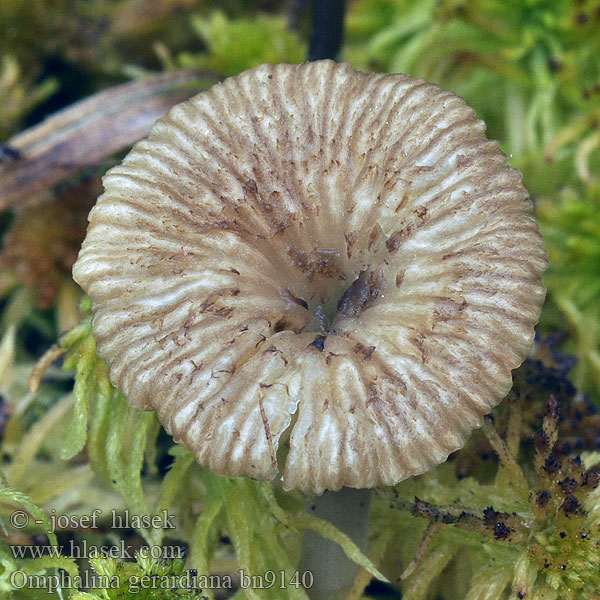 Clitocybe sphagnicola Arrhenia gerardiana Omphalina