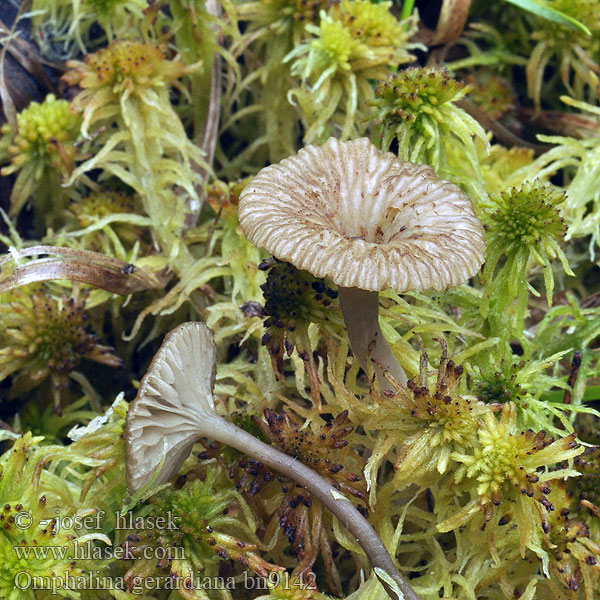 Omphalina gerardiana bn9142