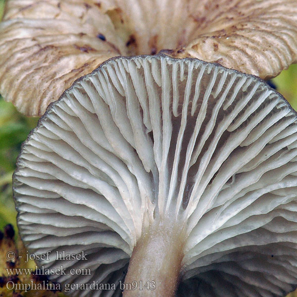 Omphalina gerardiana bn9143