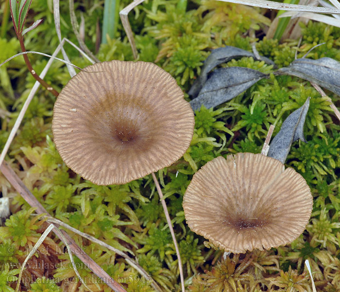 Omphalina gerardiana Kalichovka rašeliníková