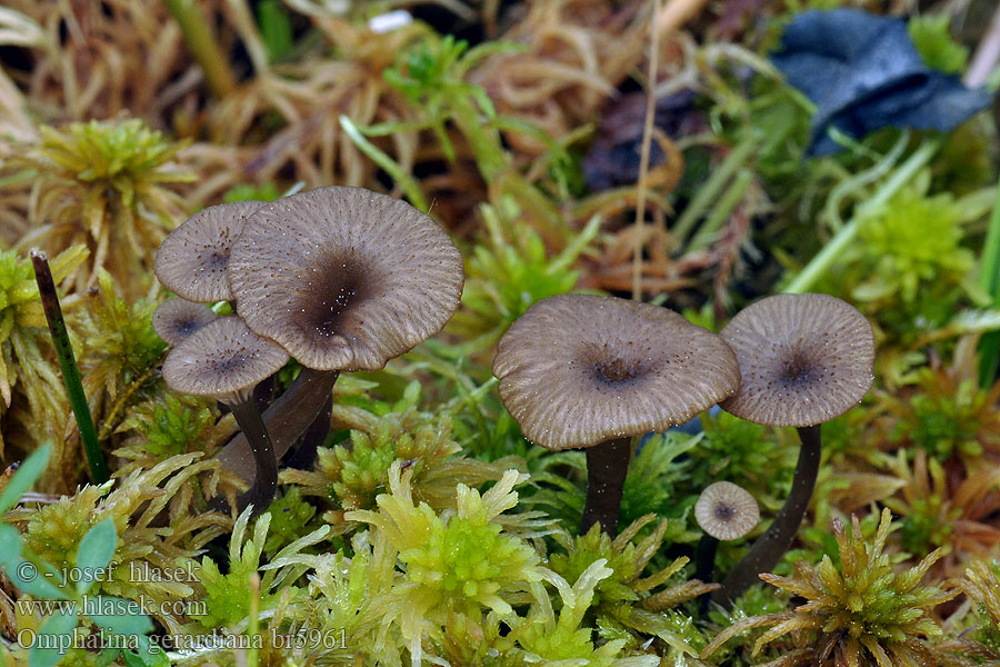 Omphalina gerardiana Омфалина сфагновая