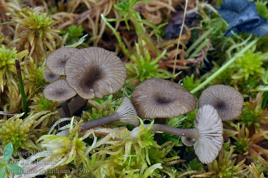 Omphalina gerardiana Pępówka torfowcowa