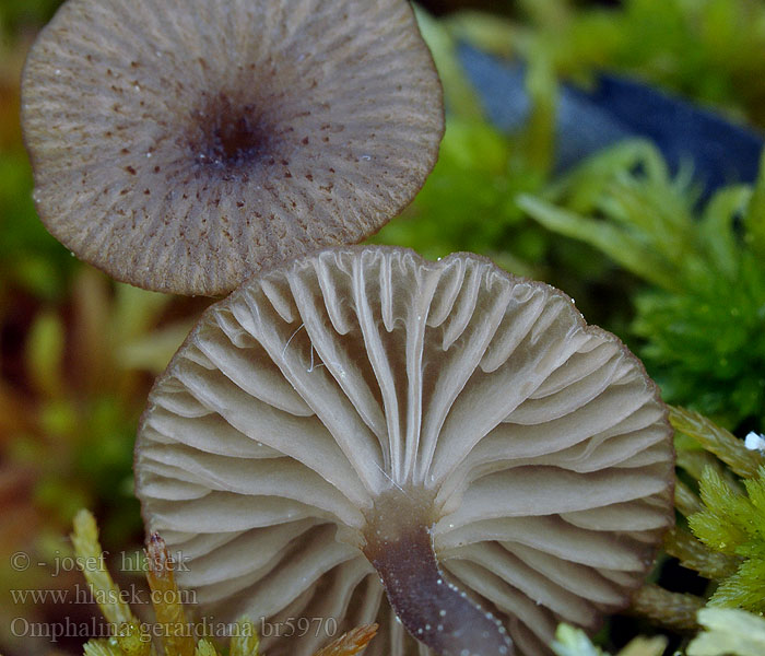 Omphalina gerardiana Myrnavlesopp