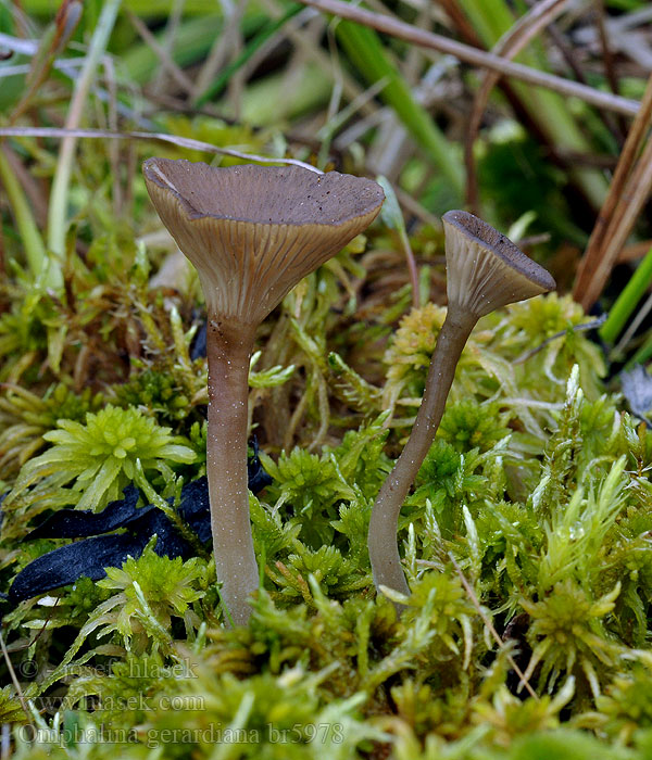 Omphalina gerardiana Schuppiger Torfmoosnabeling Torfmoos Nabeling