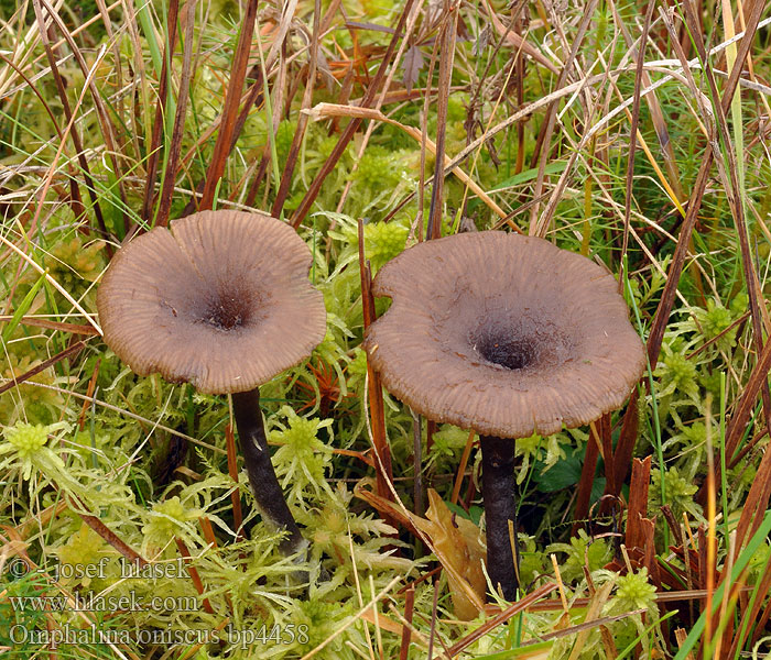 Omphalina oniscus Arrhenia Clitocybe Kalichovka černohnědá