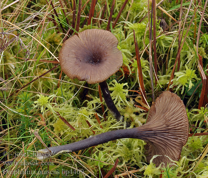 Omphalina_oniscus_bp4469