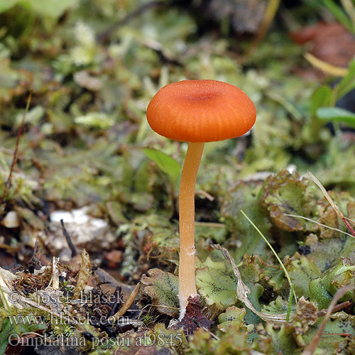 Omphalina postii Gerronema Clitocybe Omphalia