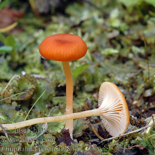 Omphalina postii al9847