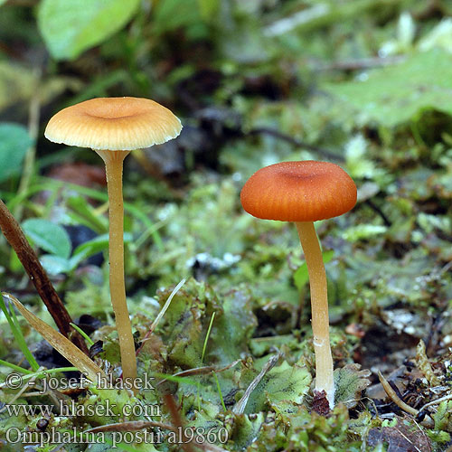 Герронема Поста Omphalina postii Gerronema Clitocybe Omphalia