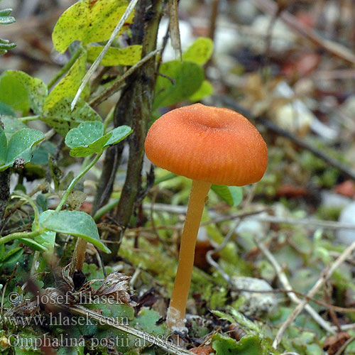 Gerronema postii Clitocybe Omphalina Omphalia Kalichovka Postova