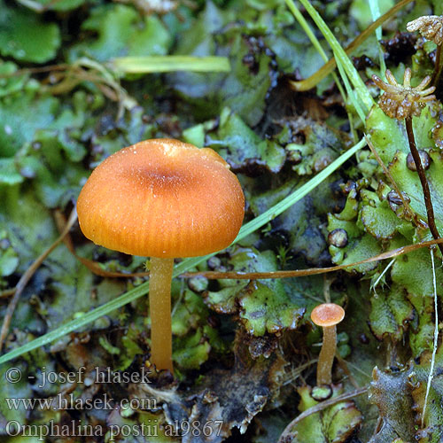 Oranjerood Trechtertje Orangegelber Nabeling Orangeroter