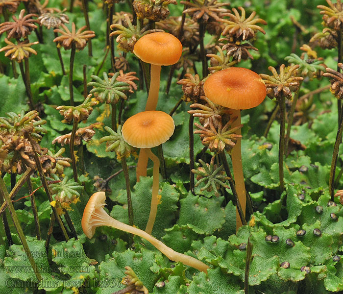 Omphalina postii