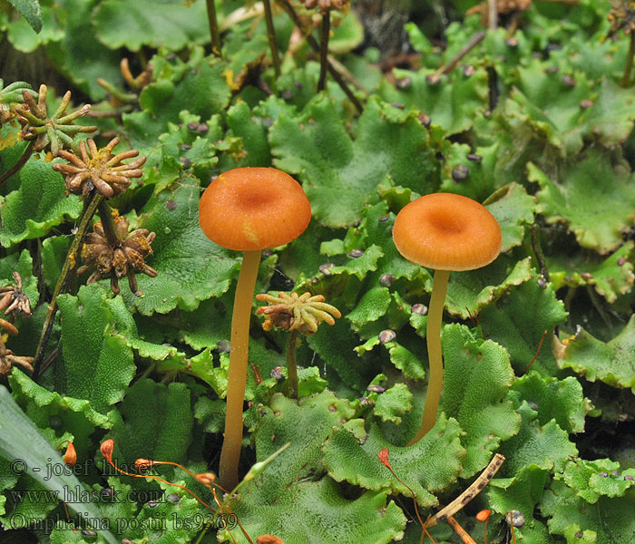 Brandplet-navlehat Brandnavling Palonapalakki Герронема Поста Omphalina postii