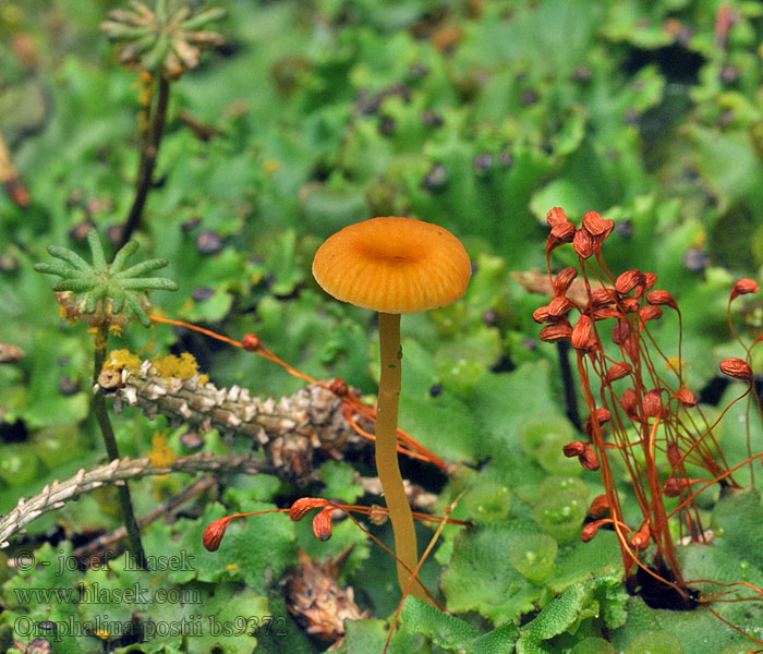 Pępóweczka pomarańczowa Kalichovka oranžová Omphalina postii