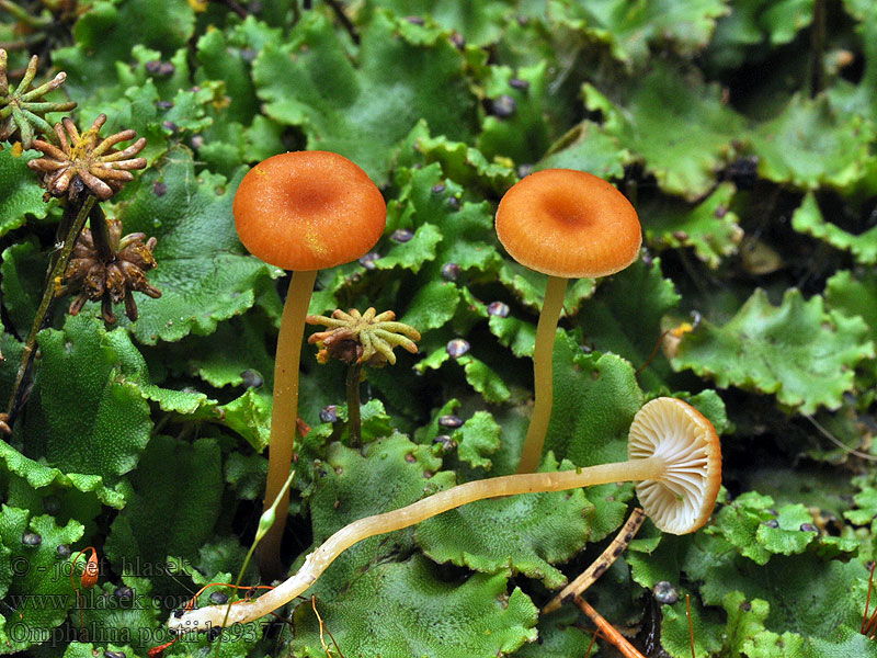 Orangegelber Nabeling Orangeroter Oranjerood Trechtertje Omphalina postii