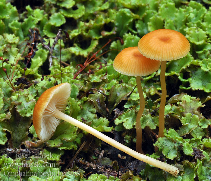 Omphalina postii Gerronema Clitocybe Omphalia