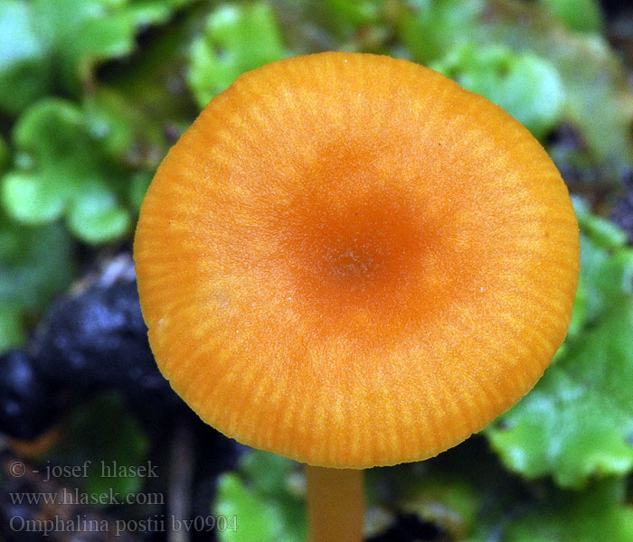 Omphalina postii Kalichovka oranžová