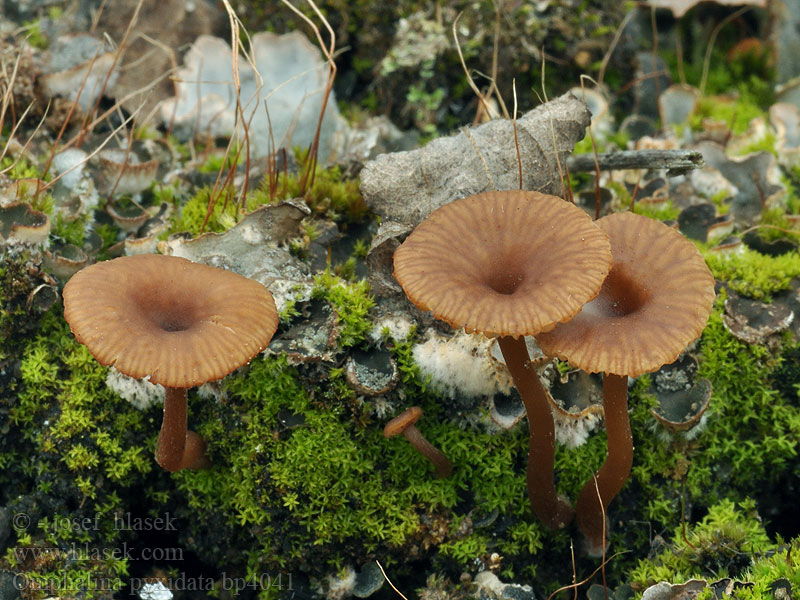 Omphalina pyxidata Kalichovka pánvičkovitá Rotbraune Nabeling